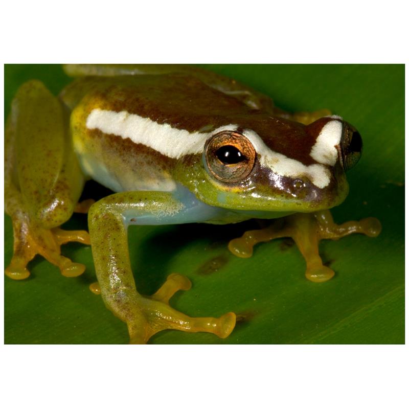 Broasca arborescenta Hyperolius sp. - imagine 4